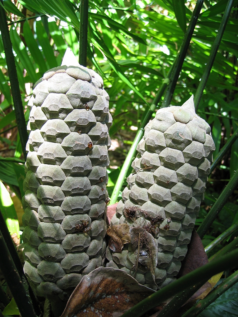 011 Jardin Botanique.jpg